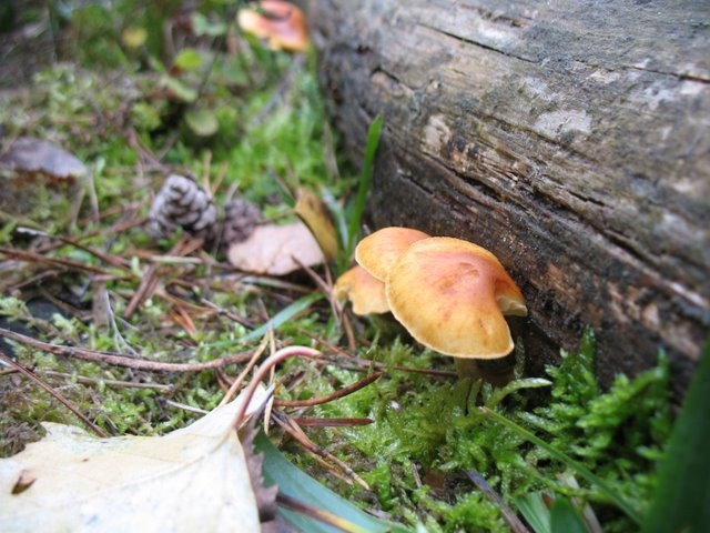 Gymnopilus penetrans